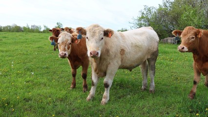 Fototapeta na wymiar Curious Charolais steers looking at camera standing in the pasture field on a spring day