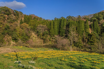 春の養老渓谷の水仙畑の風景