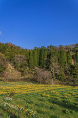 Fototapeta na wymiar 春の養老渓谷の水仙畑の風景