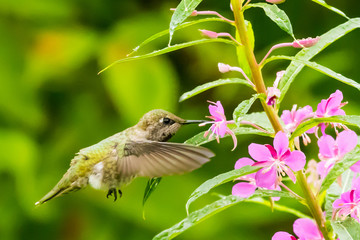 Female Anna's Hummingbird Feeding on Wildflower