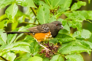 A Spotted Towhee Finds Wild Berries to Eat