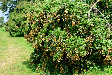 The Longan Fruit Tree - Lychee Close Relative