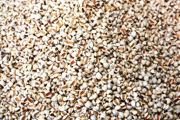 Job's tears  scientific name Coix lacryma-jobi, also known as adlay or adlay millet