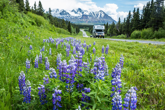 Pickup truck and camper driving past field of purple lupin wildflowers on the Richardson Highway in Alaska's Delta Mountains.