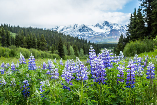 Purple lupin wildflowers in the remote Delta Mountains of Alaska.