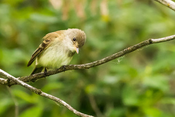 A Pacific Slope Flycatcher Eyes Dinner