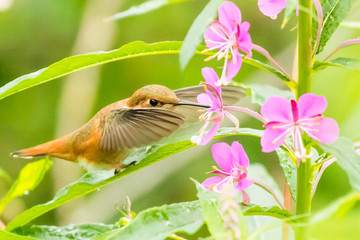 Female Rufous Hummingbird Hovers While Sipping Nectar