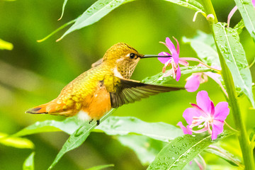 Female Rufous Hummingbird with Tranluscent Wings Feeds on Flowers