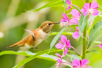 Female Rufous Hummingbird Adjusts Wing Position While Hovering Near Wildflowers © Jeff Huth