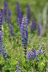 lupines on Deer Isle Maine 