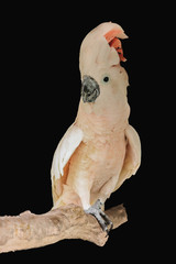 Moluccan cockatoo isolated