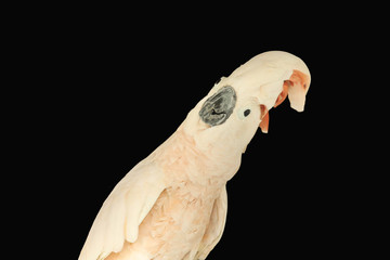 Moluccan cockatoo isolated