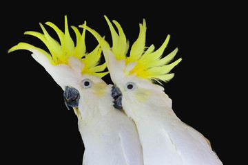 Greater Sulphur-crested Cockatoo isolated