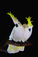 Fototapeta na wymiar Greater Sulphur-crested Cockatoo isolated