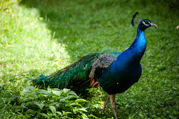 Obraz premium zoologico de Pereira 