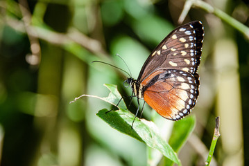 Mariposa Colombiana_Armenia-Quindio