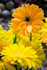 Flores Colombianas Medellín Antioquia