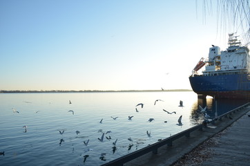 Seagulls at the sunset flying by Toronto's harbour bay's with a ship on the background