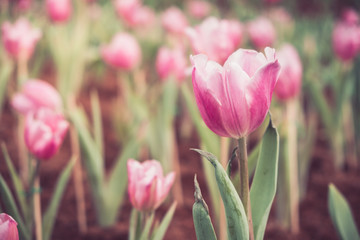 Tulip flowers in the flower garden.