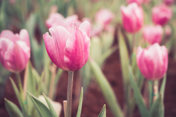 Tulip flowers in the flower garden.