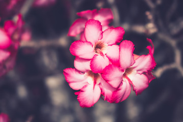 Adenium or desert rose flower in the garden