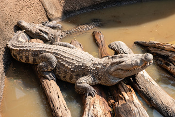 Crocodile in a crocodile farm
