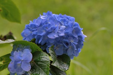 Hydrangea blooms on the background of the summer, in Taiwan.