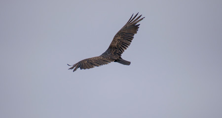 Buzzards on the North California Coast at Sea Ranch