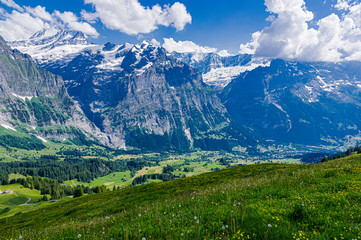 Obraz premium スイスの高山植物