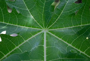 Background of green papaya leaf