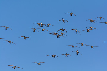 Group of Canada Geese descending towards a pond