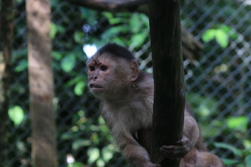 A grey capuchin monkey, cebus albifrons looking suprised