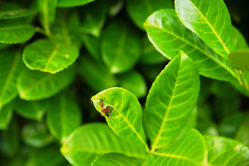 Syrphe sur une feuille de haie