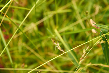 Syrphe comme une petite guêpe