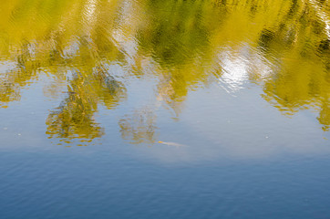 Freshwater Crocdiles linger near the surface of a river in Western Australia