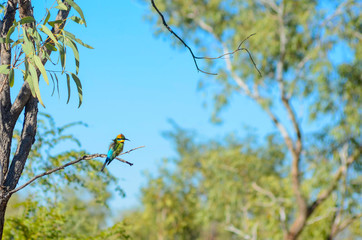 A Rainbow Bee-Eater perches on a brach in Outback Australia