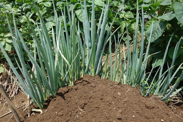 Obraz premium ネギ畑