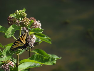 beautiful swallowtail butterfly in summer