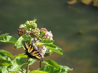 beautiful swallowtail butterfly in summer