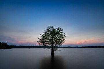 Lone Tree in Jordan Lake, North Carolina at Dusk