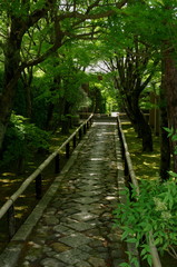 Obraz premium 光悦寺の参道の青もみじ