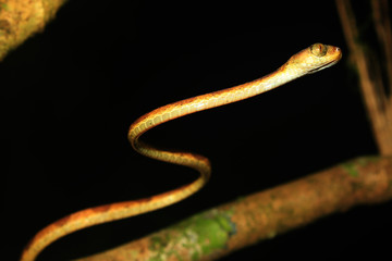 A blunt headed snake, imantodes lentiferus, a side view