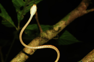 A blunt headed snake, imantodes lentiferus, overview of the scales on the belly