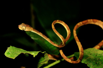 A blunt headed snake, imantodes lentiferus, in a s-shape which is a typical attack form