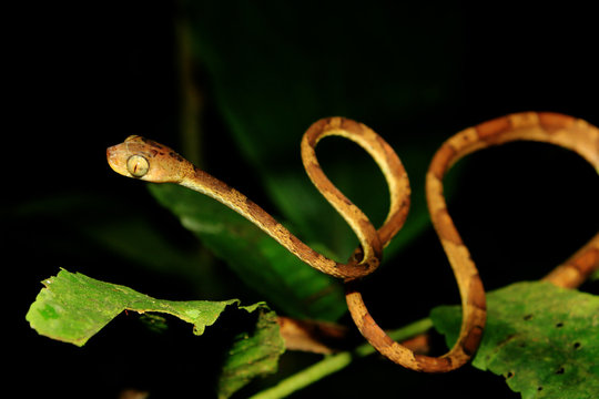 A blunt headed snake, imantodes lentiferus, in a s-shape which is a typical attack form