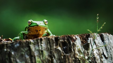 frog on leaf