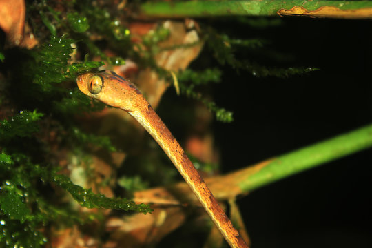 A blunt headed snake, imantodes lentiferus, looking up searching for prey