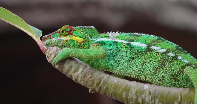 Close-up of a chameleon resting on a leaf and camouflages itself with the surrounding nature.