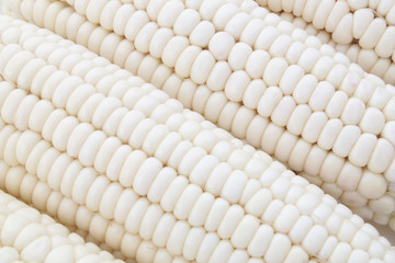 White sweet corn ears background