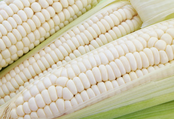 White sweet corn ears background